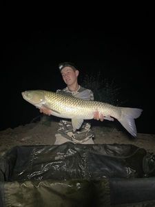 Grass Carp