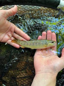 Brown Trout
