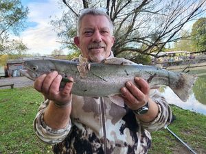 Rainbow Trout