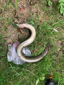 European Eel (Common Eel)