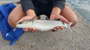 Thicklip Grey Mullet