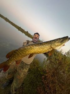 Northern Pike