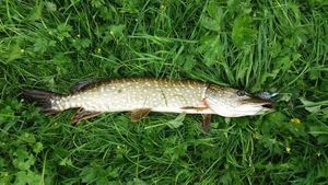 Northern Pike