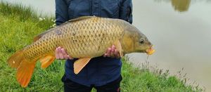 Common Carp