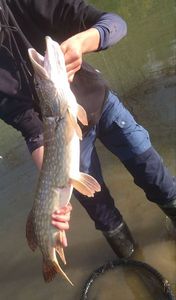 Northern Pike
