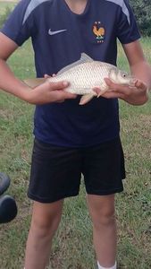 Common Carp