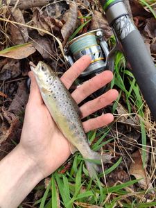 Brown Trout
