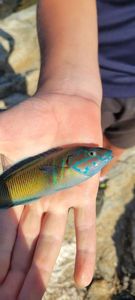 Ornate Wrasse