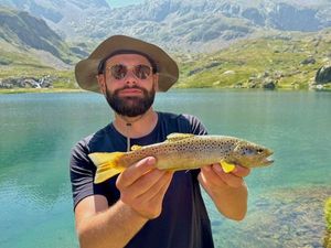Brown Trout