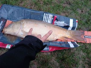 Mirror Carp