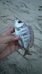 Black Seabream