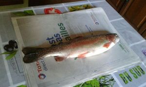 Rainbow Trout