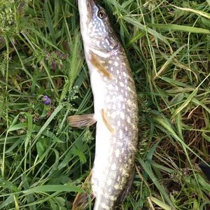 Northern Pike