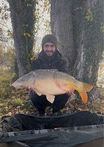 Mirror Carp