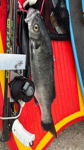 European Bass (Seabass)