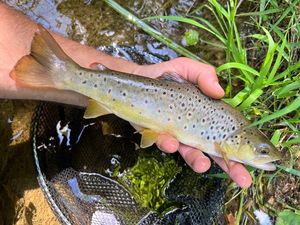 Brown Trout