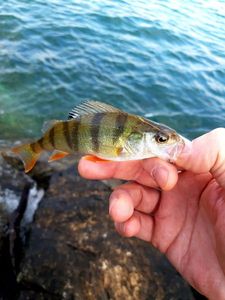European Perch