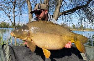 Mirror Carp