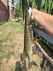 Northern Pike