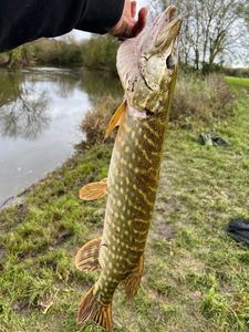 Northern Pike