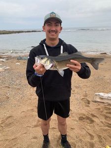 European Bass (Seabass)