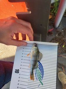 European Perch