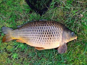 Common Carp