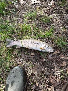 Brown Trout