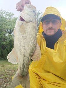 Smallmouth Bass