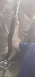 Conger