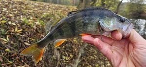 European Perch