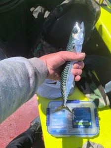 Mackerel