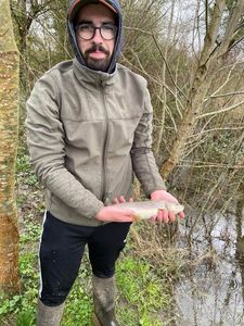 Brown Trout