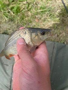 Common Bream