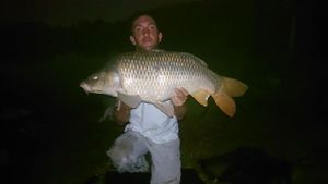Common Carp