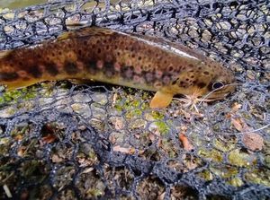 Brown Trout