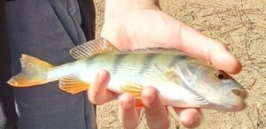 European Perch