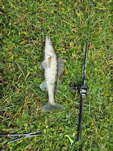 Zander