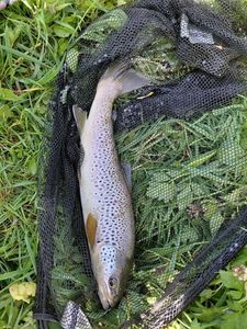 Brown Trout