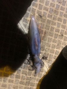 European Squid