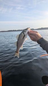 European Bass (Seabass)