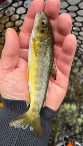 Brown Trout