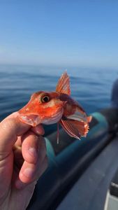 Grey Gurnard