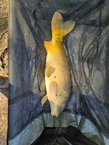 Mirror Carp