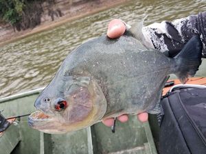 Black Piranha