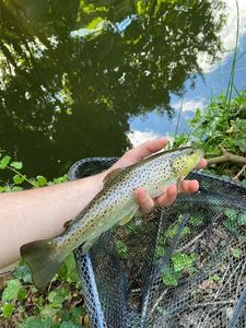 Brown Trout