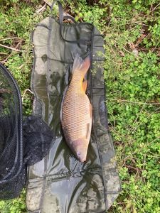Common Carp