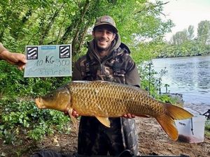 Common Carp