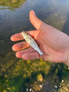 Gudgeon