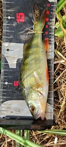 European Perch